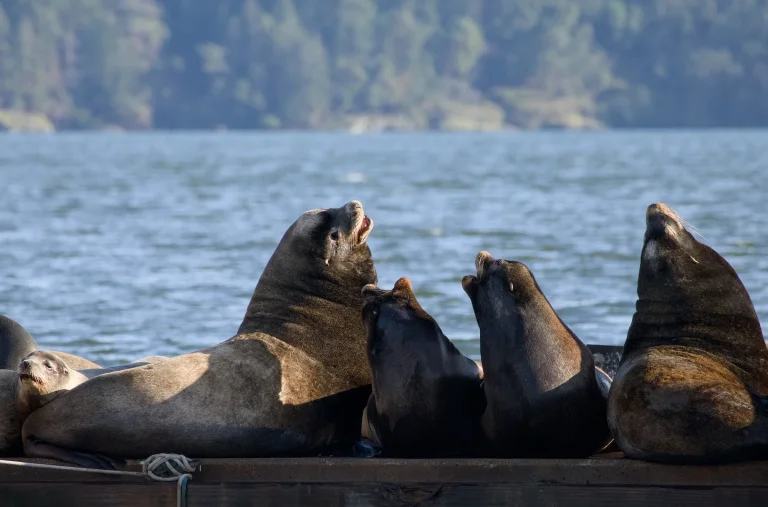 Gathering of the Sea Lions
